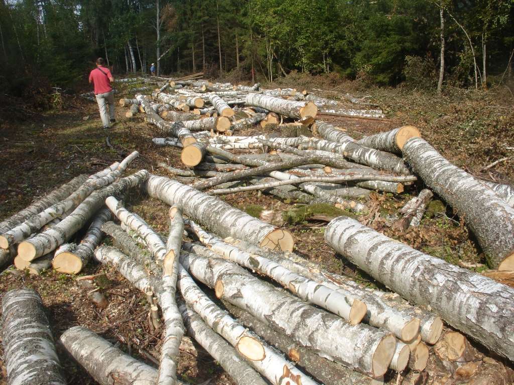 Izsniegs darbinieka apliecības mežsaimniecībā un būvniecībā strādājošiem 
