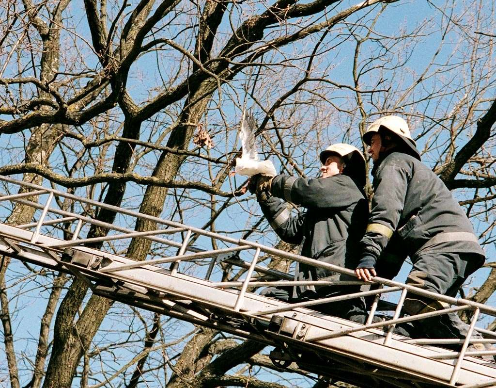 Šogad ugunsdzēsēji glābēji steigušies palīgā jau vairāk nekā 600 nelaimē nokļuvušiem dzīvniekiem