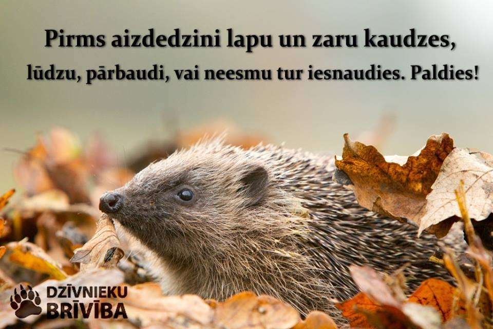 Ja lapas neliec komposta kaudzē