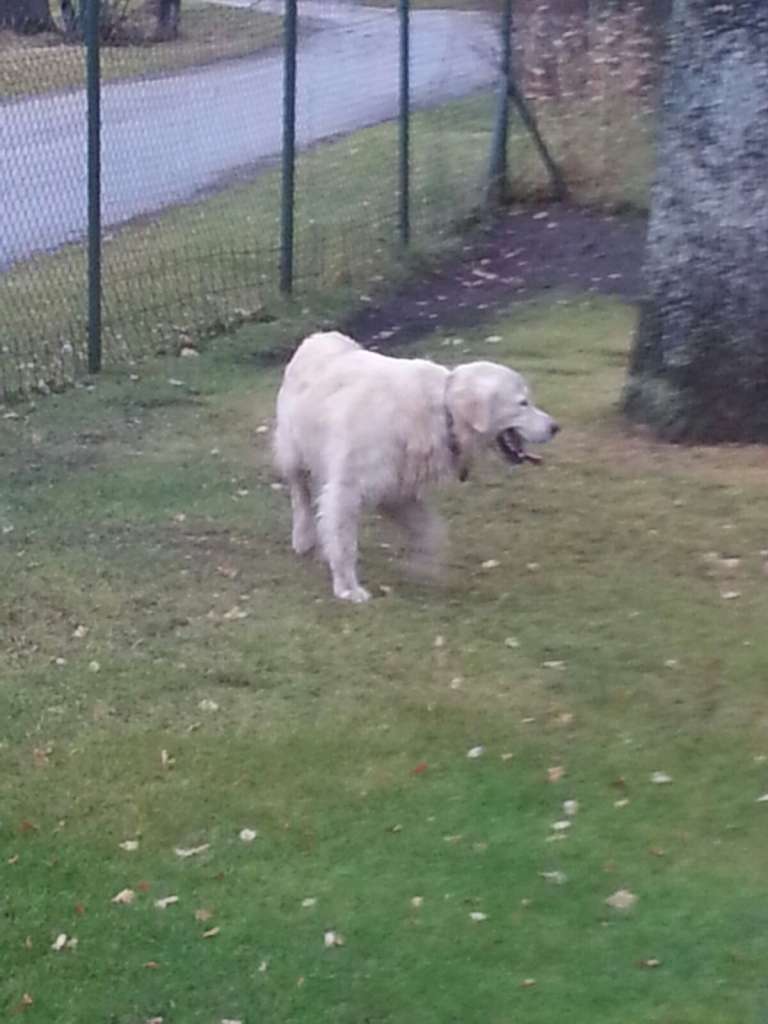 Dzīvnieku SOS:Smiltenē savu saimnieku gaida labradors!