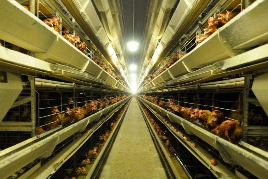 Balticovo par 4 miljoniem eiro vēlas iegādāties būru baterijas jaunputnu audzēšanai 