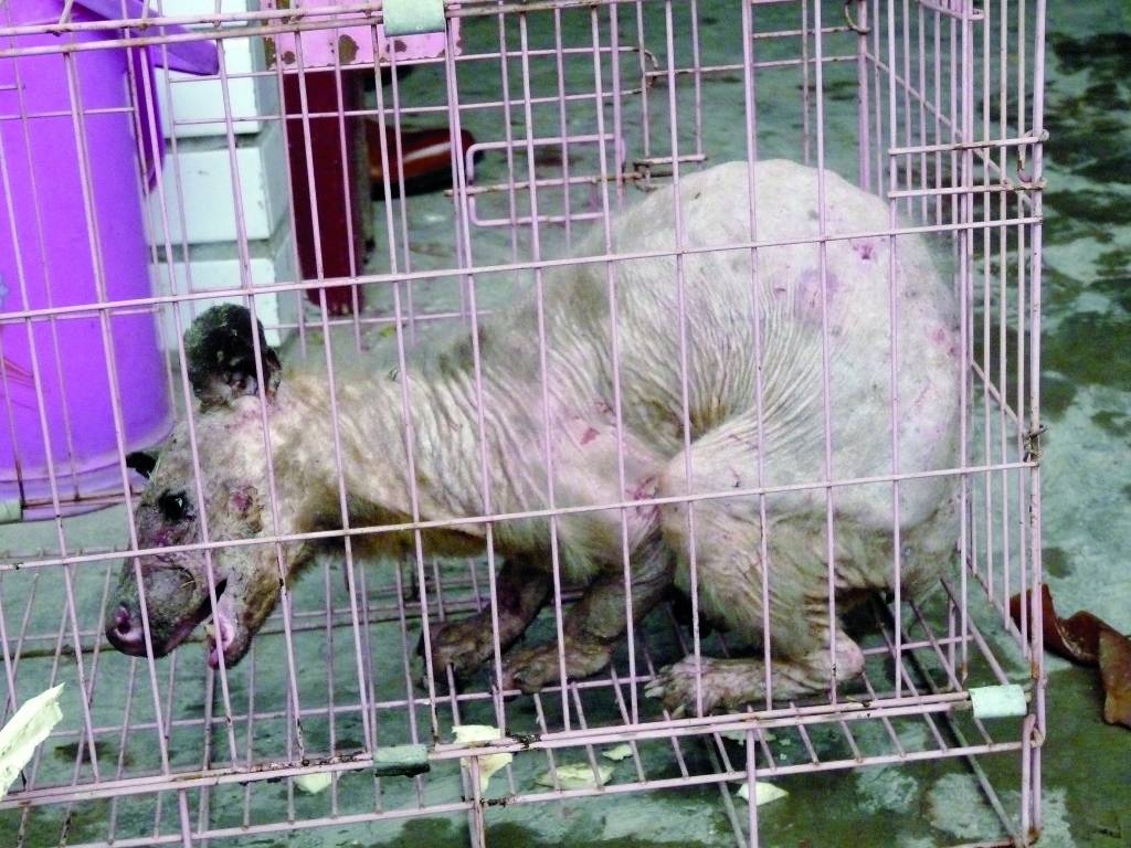 Mūsdienu mītiskie nezvēri: Kas pasaulei zināms par čupakabru?