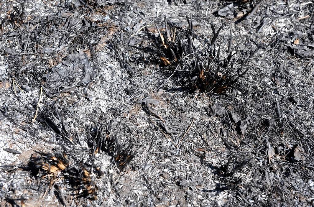 Reģistrēts šogad otrais kūlas ugunsgrēks