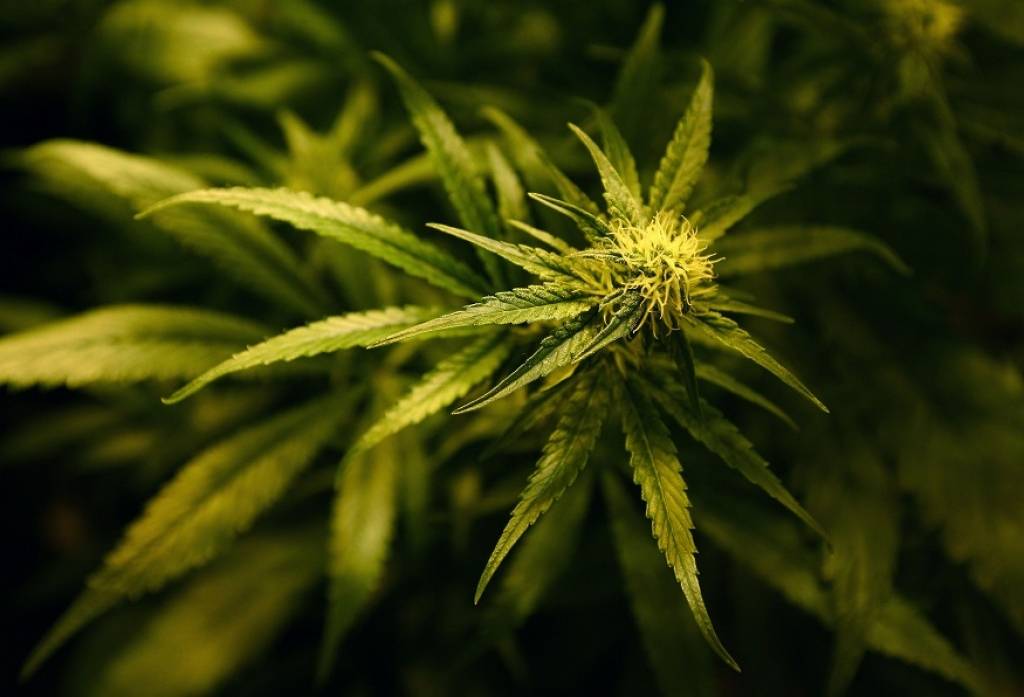 Olainfarm vadītājs: Marihuāna būtu jālegalizē