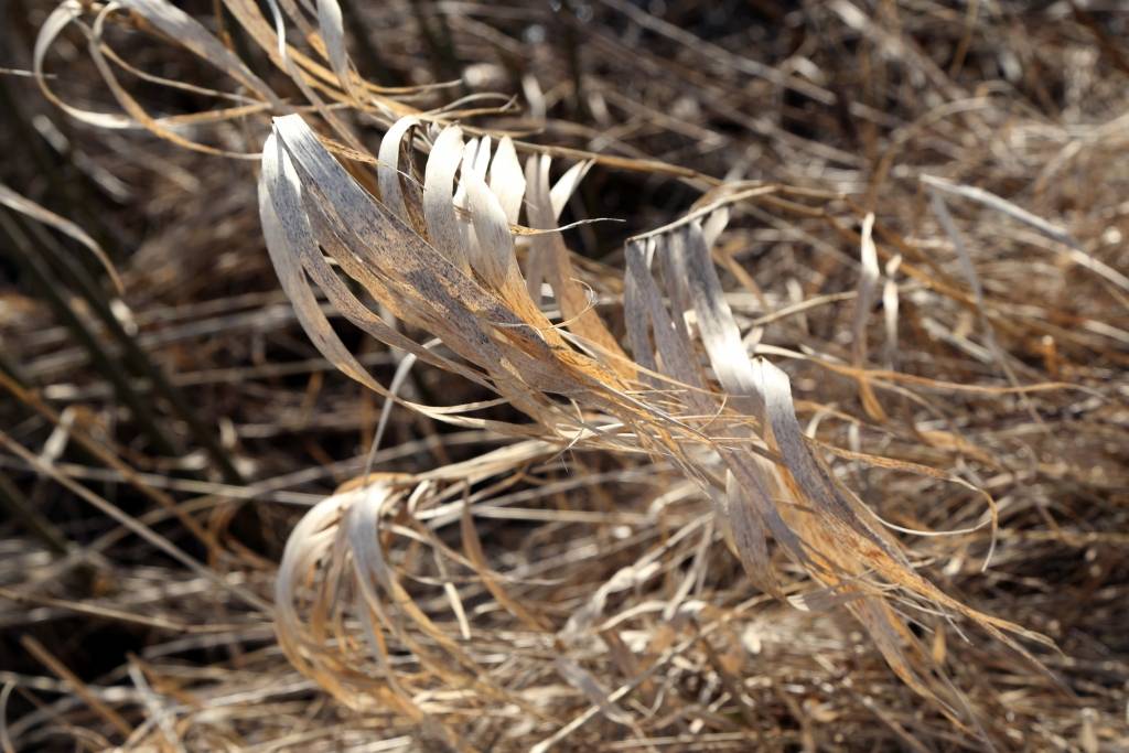 Ugunsgrēkos cietuši pieci cilvēki; plašumā vēršas kūlas dedzināšana
