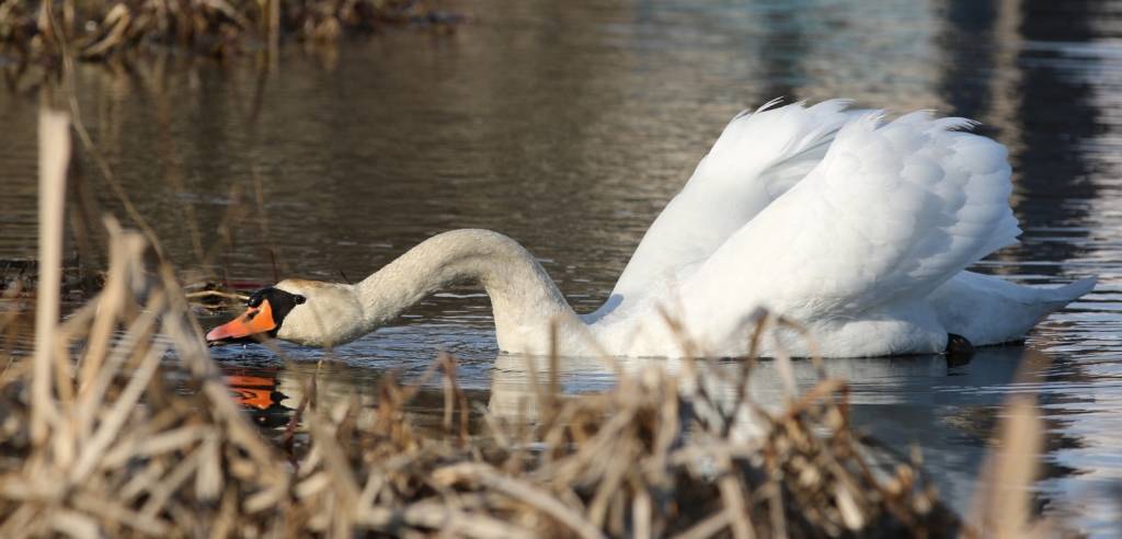 Nedēļas nogalē notiks foto pārgājiens Ziemeļvidzemes biosfēras rezervātā