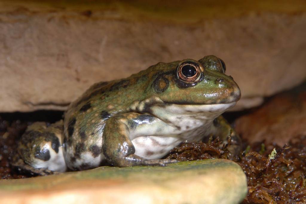 Mācāmies sadzīvot ar kaimiņiem – 23. un 24. aprīlī Latvijas abinieku un rāpuļu dienas Zoodārzā 