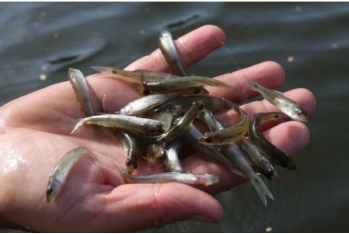 Šogad Latvijas ūdenstilpēs ielaidīs trīs miljonus zivju mazuļu un kāpuru
