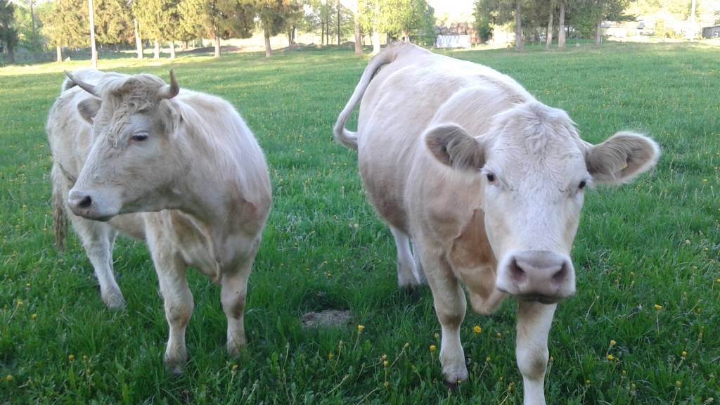 Precizēti nosacījumi šķirnes lauksaimniecības dzīvnieku audzēšanas saimniecības statusa iegūšanai