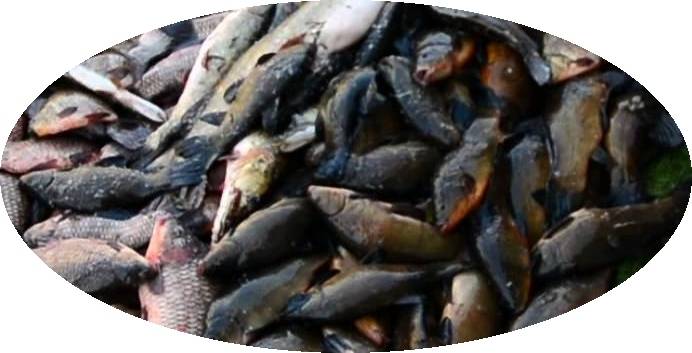 Sedas purvā aizturēts maluzvejnieks no Valkas novada ar teju deviņiem kilogramiem zivju