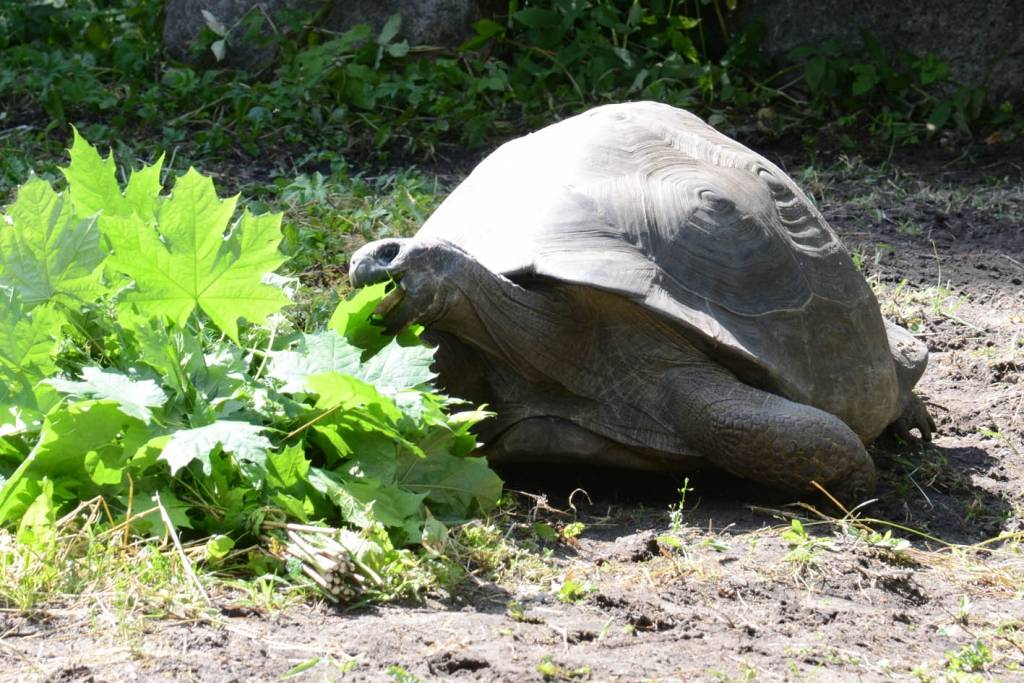 Rīt svērsim un mērīsim Galapagu bruņrupučus!