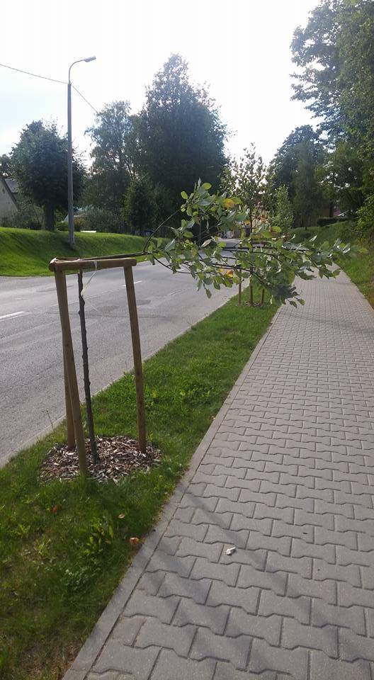 Smiltenē vandaļi nolauzuši iestādīto kociņu