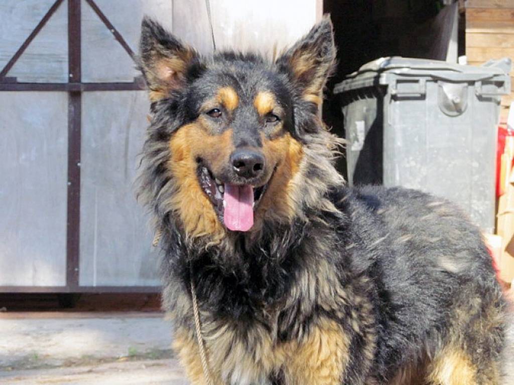 FOTO: Ieskaties, šie mīluļi meklē mājas!
