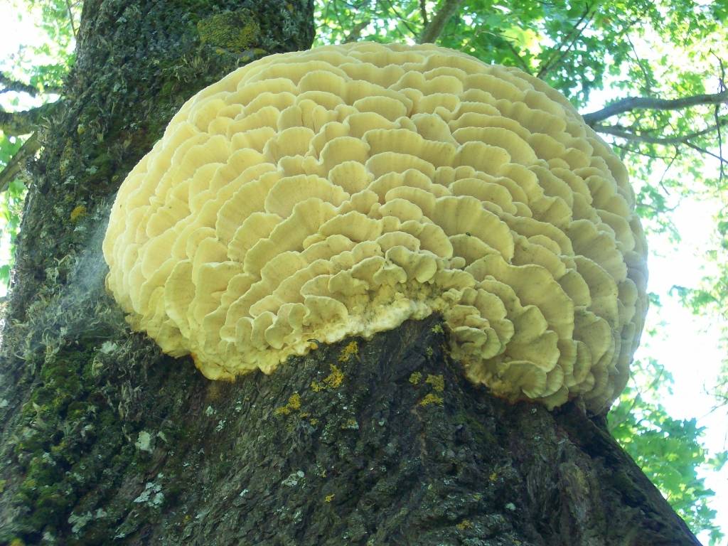 Pārsteidz pie koka stumbra augoša milzīga sēne