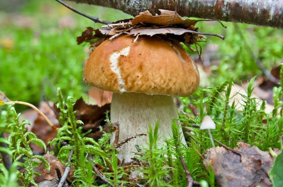 Visticamāk, rudens  pienāks ātri un būs lietains 