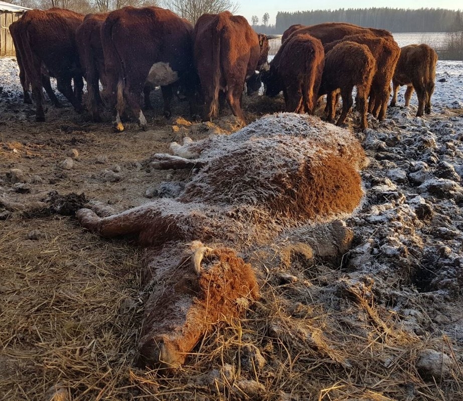 Liepas pagasta saimniecībai, kurā no ūdens trūkuma mirušas desmit govis, konfliktu rezultātā kaimiņi atslēguši ūdens padevi