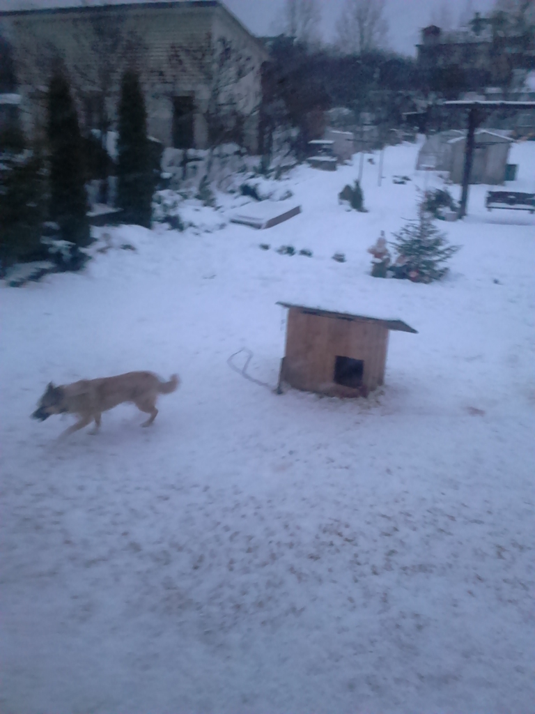 Saimniek! Tavs suns apdraud citus dzīvniekus!