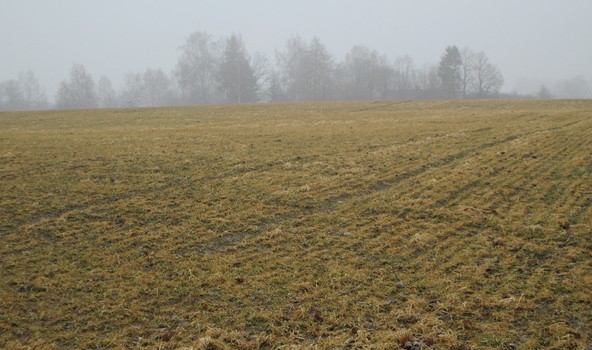 Agronomi noraizējušies par ziemāju lauku spēju pārlaist gaidāmo kailsalu