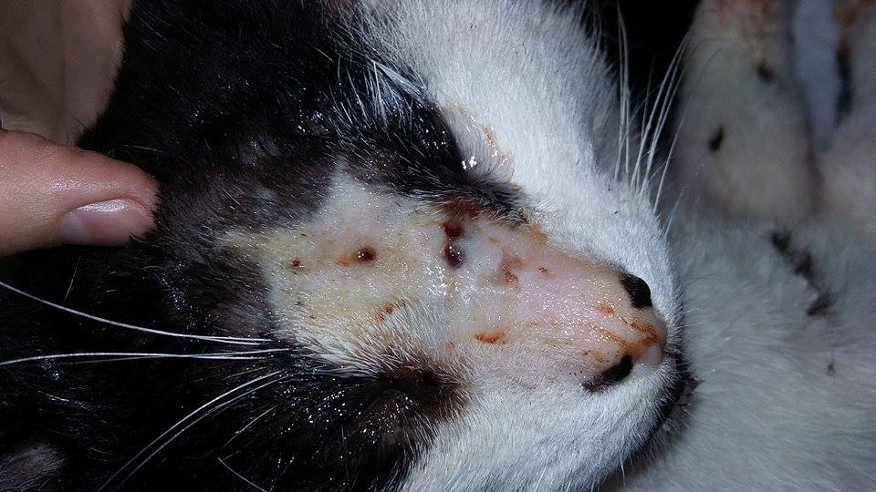 Dzīvnieku SOS:Vajadzīga palīdzība slima kaķīša ārstēšanai.