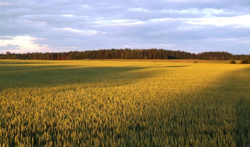 Aicina lauksaimniekus piedalīties Sējumu skatē