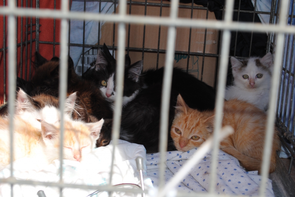 Dzīvnieku SOS: Strenču slimnīcas kaķu kolonija. Meklējam risinājumu! (Papildināts!)