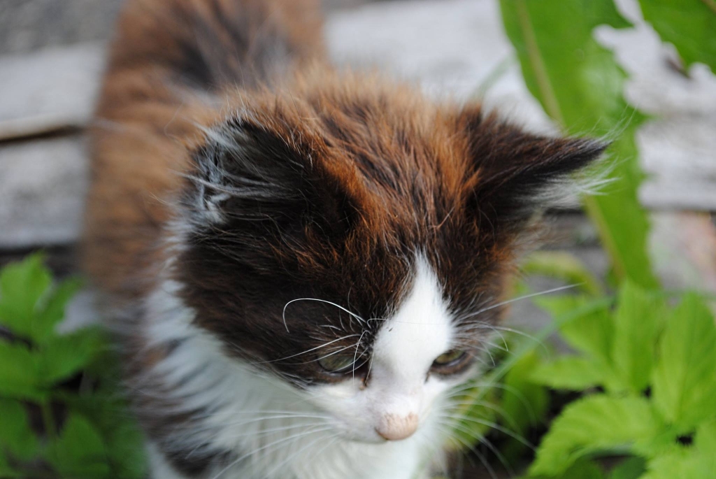 Dzīvnieku SOS: Strenču slimnīcas kaķu kolonija. Palīdzēt vari arī Tu!