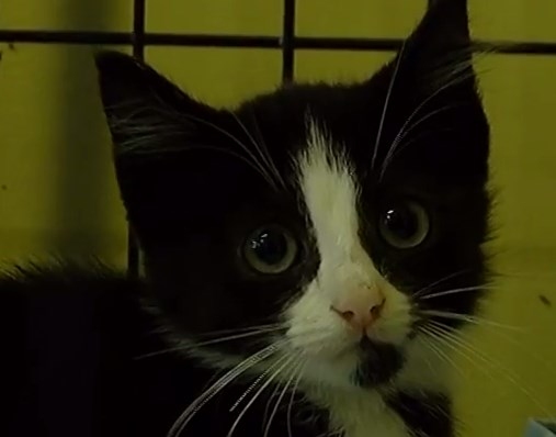 Dzīvnieku SOS: VIDEO stāsts par dzīvnieku aizsardzības biedrību "Trīnīte". Noskaties un palīdzi!