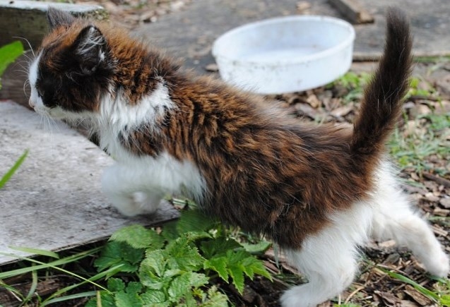 Dzīvnieku SOS: Šoruden noslēdzošā Strenču slimnīcas kaķu akcija jau rīt