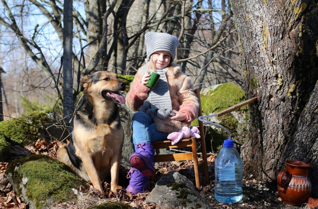 Kļavu sulas –  garšīgā dabas limonāde
