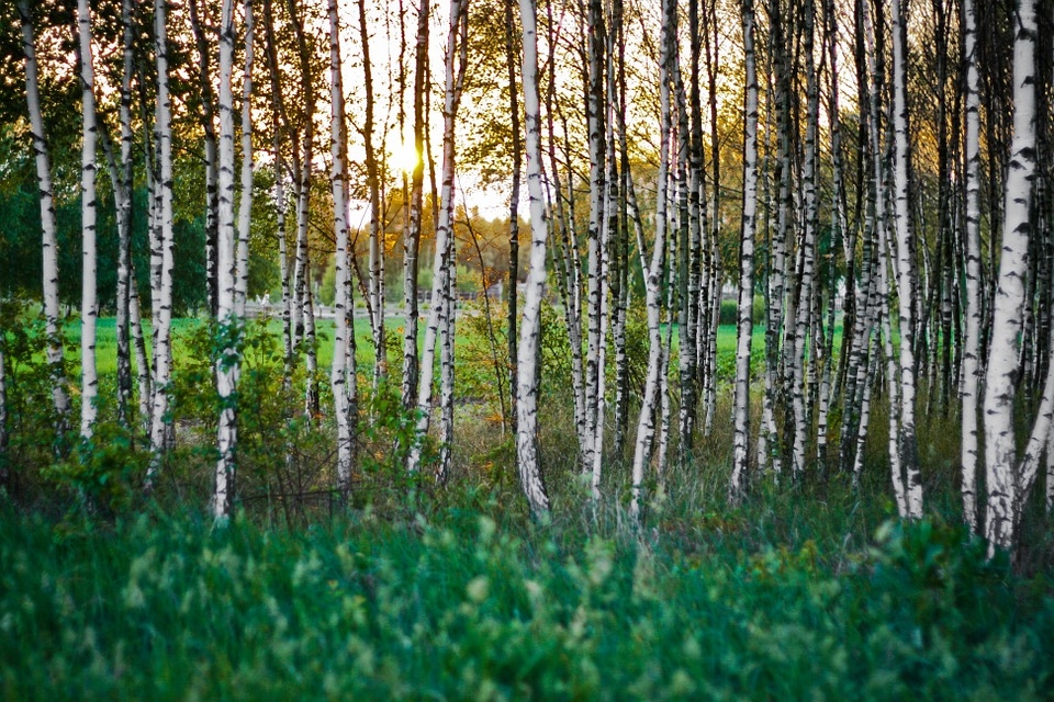 Aicina dalībai semināros par bērzu plantāciju apsaimniekošanu