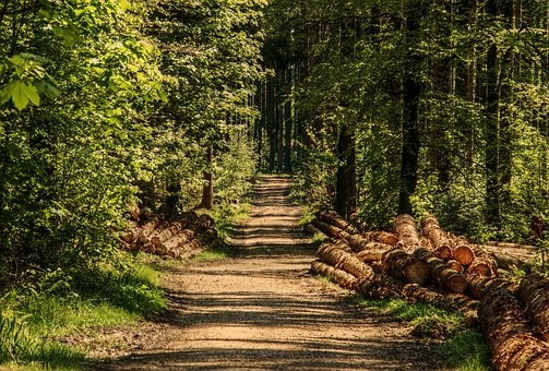 Meža īpašnieki aicināti pieteikties konkursam “Sakoptākais mežs 2019”