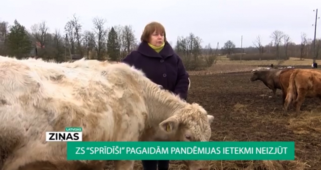 VIDEO: Ērģemes pagasta z/s "Sprīdīši" pandēmijas ietekmi neizjūt