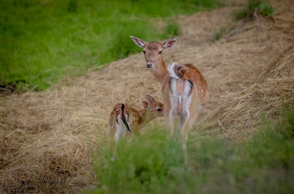 FOTO: Mini zoo «Ezerlejas» sadzimuši mazuļi