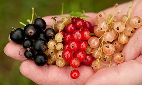 Upenes un jāņogas – veselīgiem našķiem un C vitamīna dienas devai