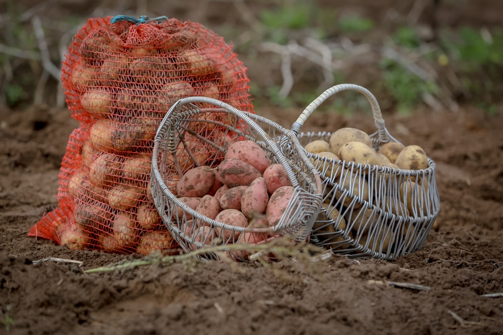 Bioloģiskajā saimniecībā – laba kartupeļu raža