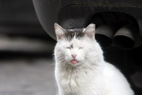 Atklāta kampaņa "Zini videi kaitīgos gaisa piesārņojuma avotus! Neradi tos pats!"