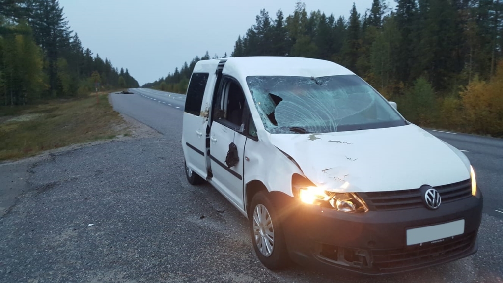 Visbiežāk sadursmēs ar meža dzīvniekiem tiek notriektas stirnas