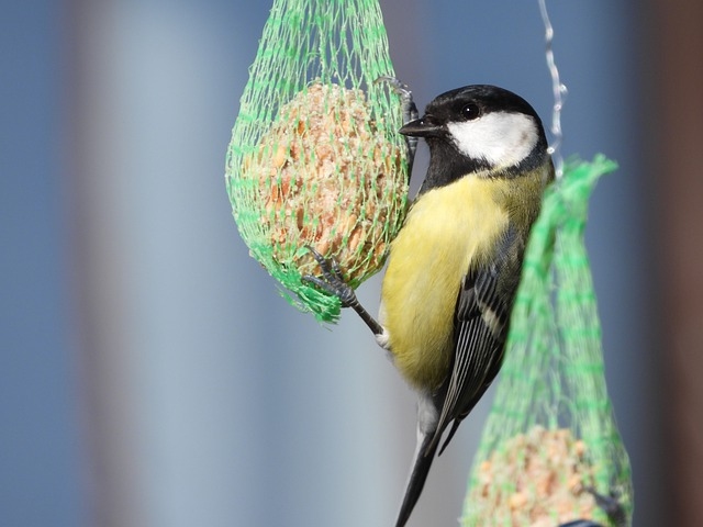 Kāpēc ziemā piebarot putnus dārzā