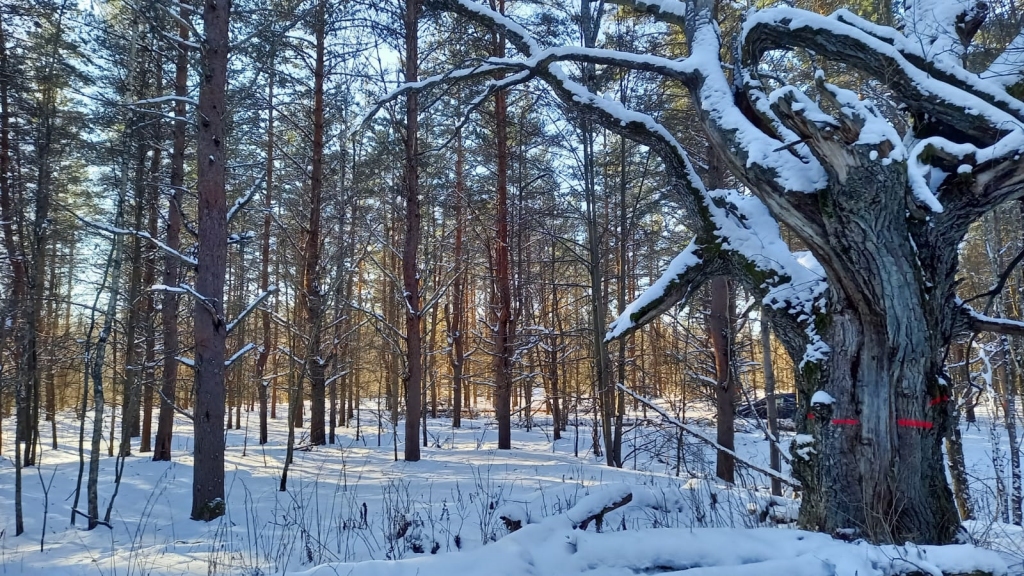 Pie Zīles atjaunos parkveida pļavas