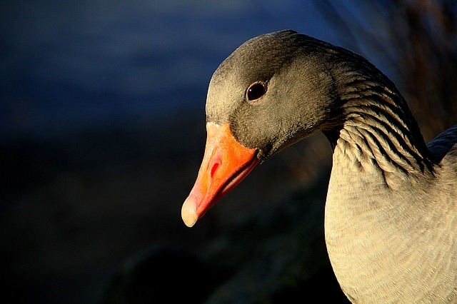 Zemnieku saimniecības varēs saņemt atļaujas migrējošo zosu atbaidīšanai no sējumiem