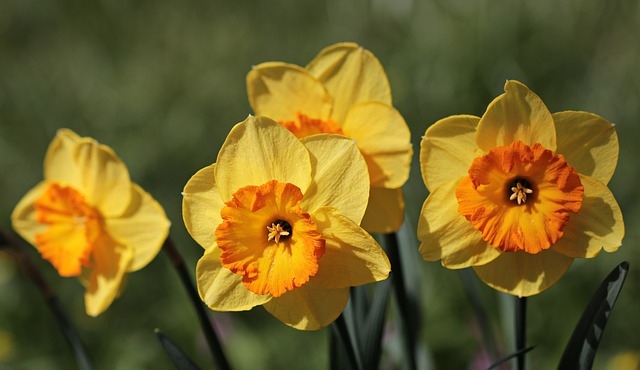 Pēc vēsas nakts jaunā nedēļa sāksies ar sausu un saulainu pirmdienu