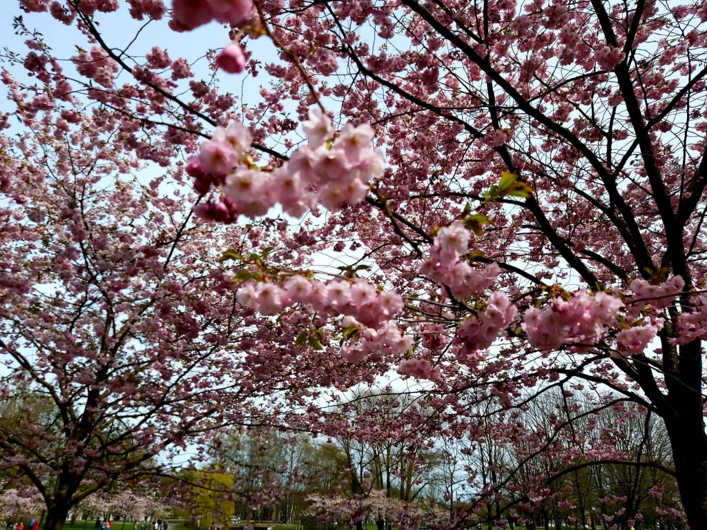 FOTO: Rīgā zied sakuras