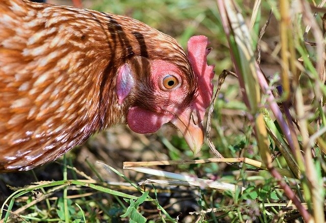 Mājputnus drīkst laist ārā, ievērojot vairākus piesardzības pasākumus