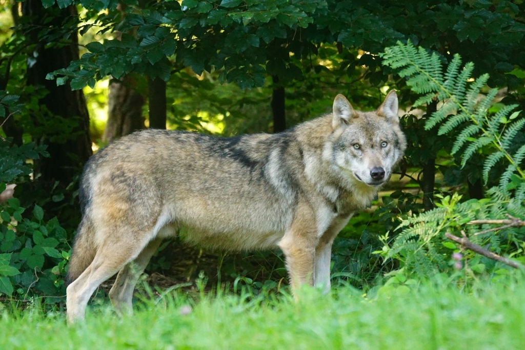 Vilku uzbrukumu skaits nemazinās, aicina aktīvāk ziņot par tiem