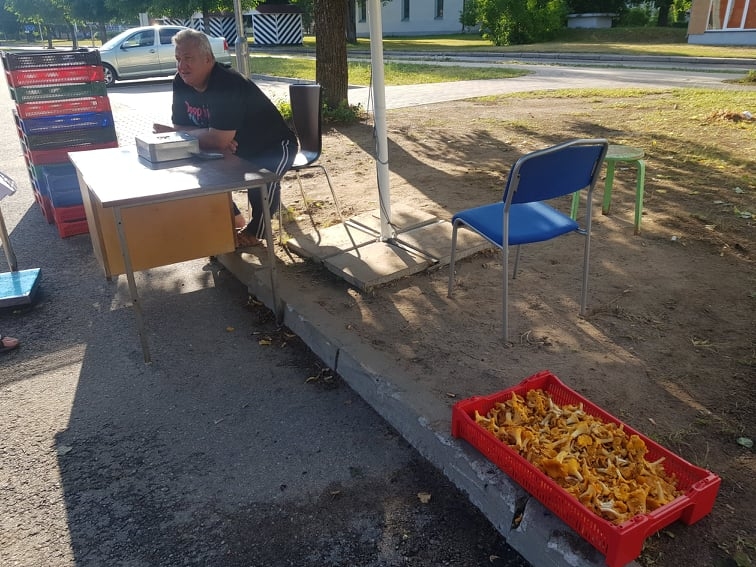 Mežā mellenes jāmeklē  kā ar uguni, bet pamazām sāk parādīties gailenes