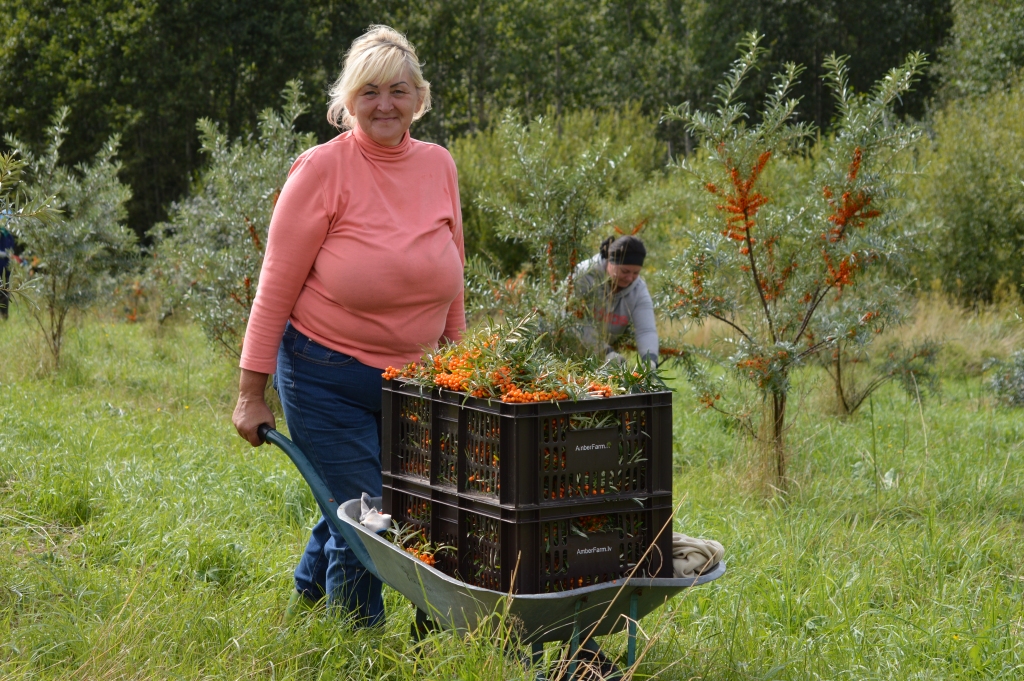 Oranži zeltaino vitamīnu bumbu dārzs atdod jauno ražu  