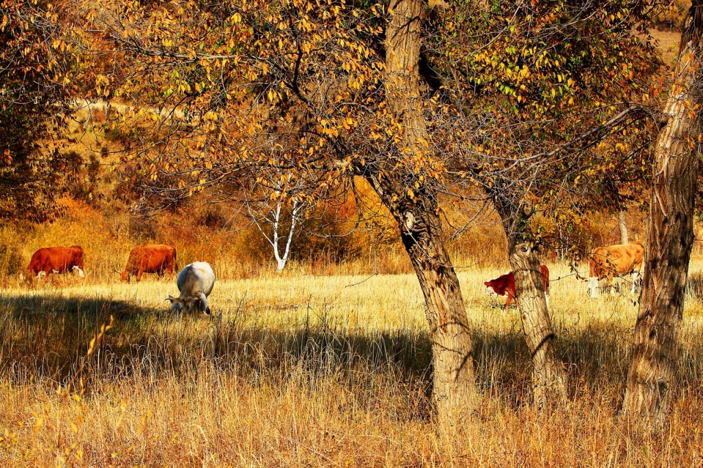 Tuvākajā nedēļā laiks kļūs vēsāks