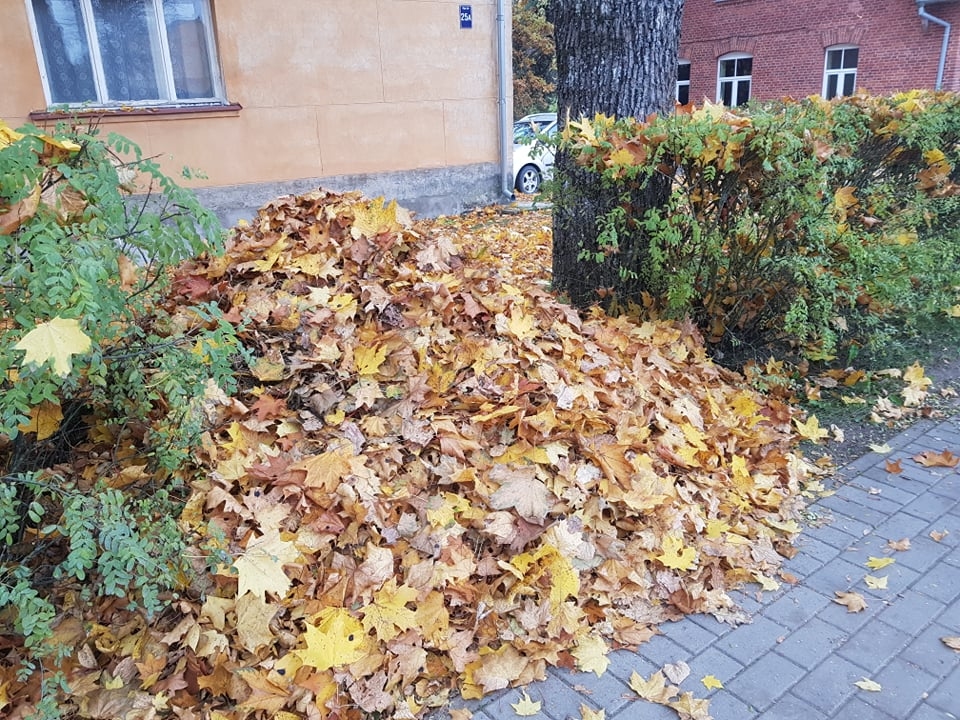 Valkas privātmāju iedzīvotājiem piedāvā maksas pakalpojumu – lapu izvešanu